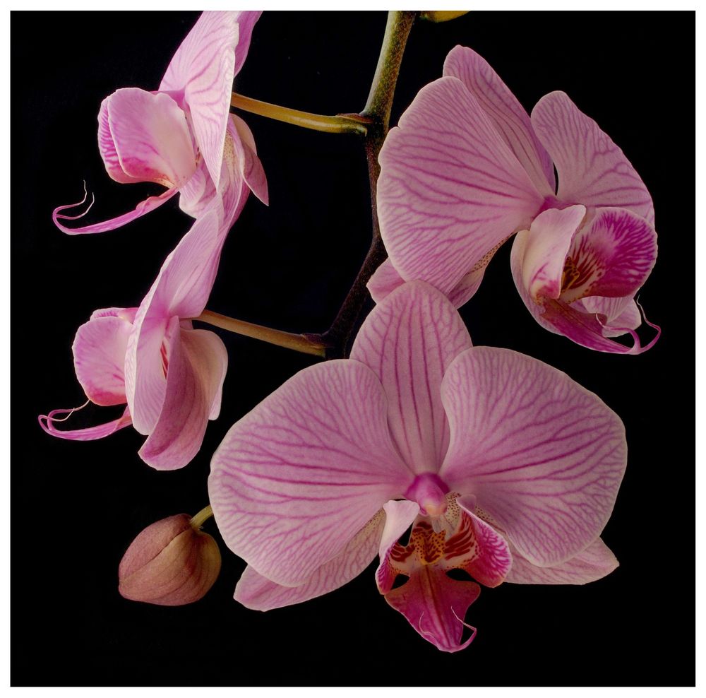 Phalaenopsis (2)