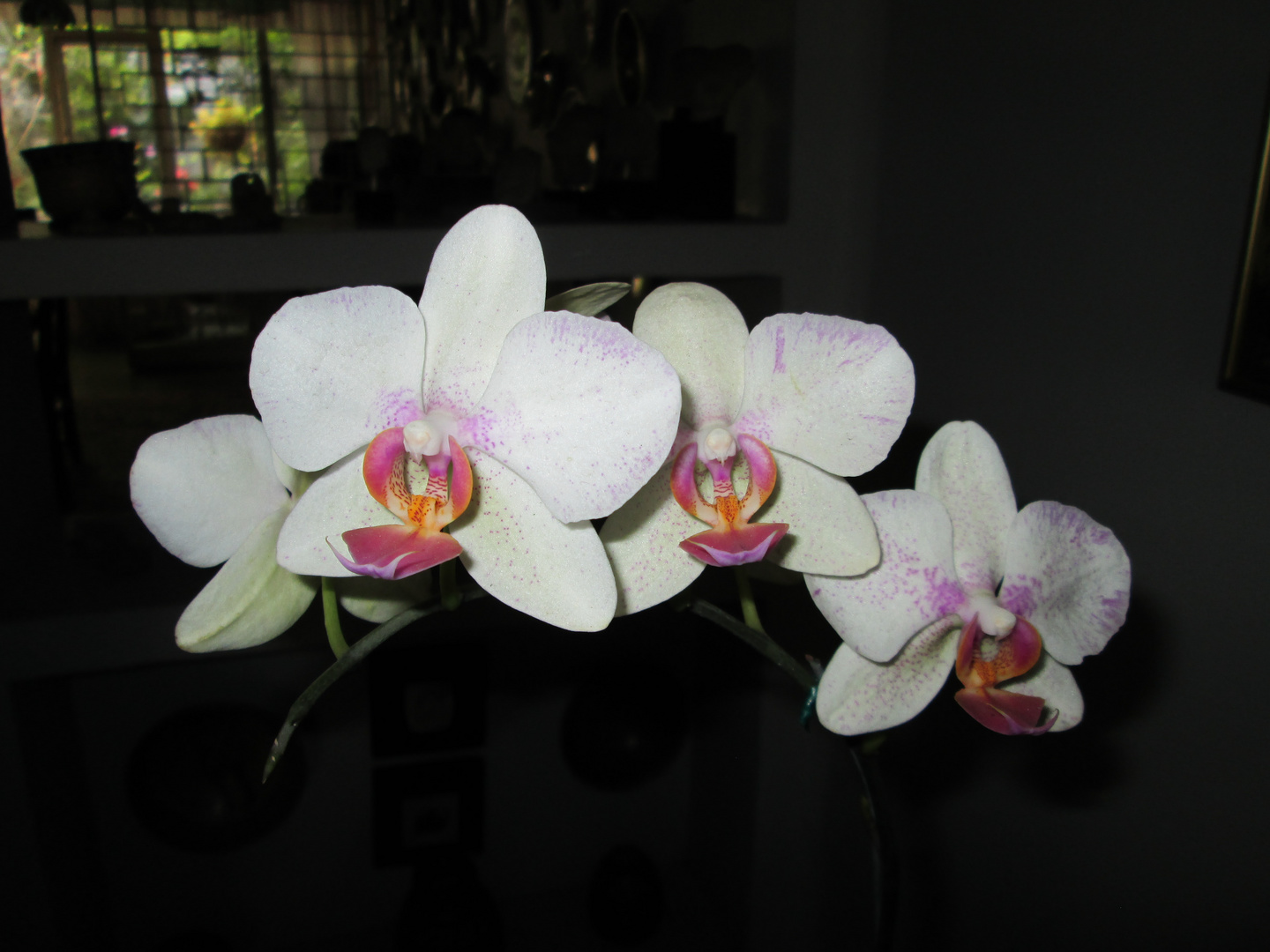 Phalaenopsis 2