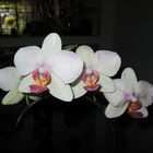 Phalaenopsis 2