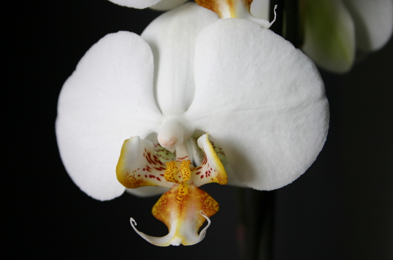 phalaenopsis 2