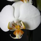 phalaenopsis 2