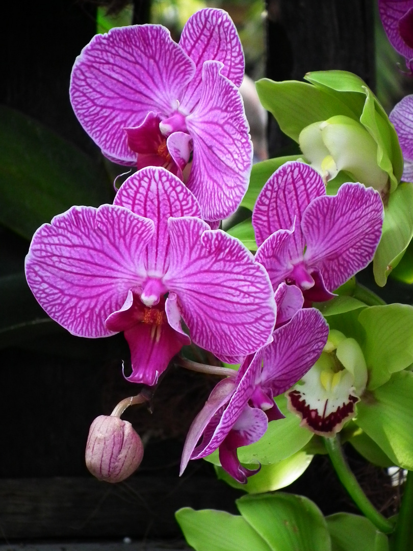 Phalaenopsis 2