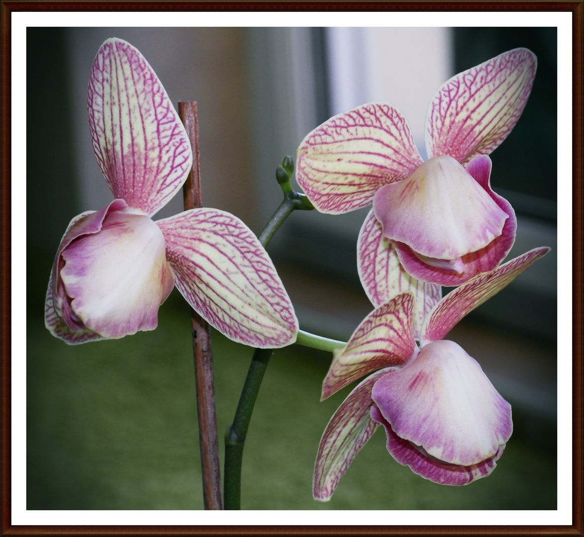 Phalaenopsis 2