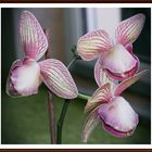 Phalaenopsis 2