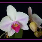 Phalaenopsis 2