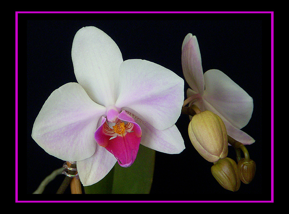 Phalaenopsis 2