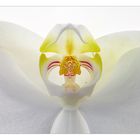 Phalaenopsis - 2