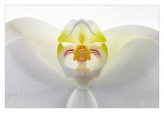 Phalaenopsis - 2