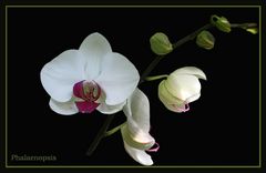 Phalaenopsis 2