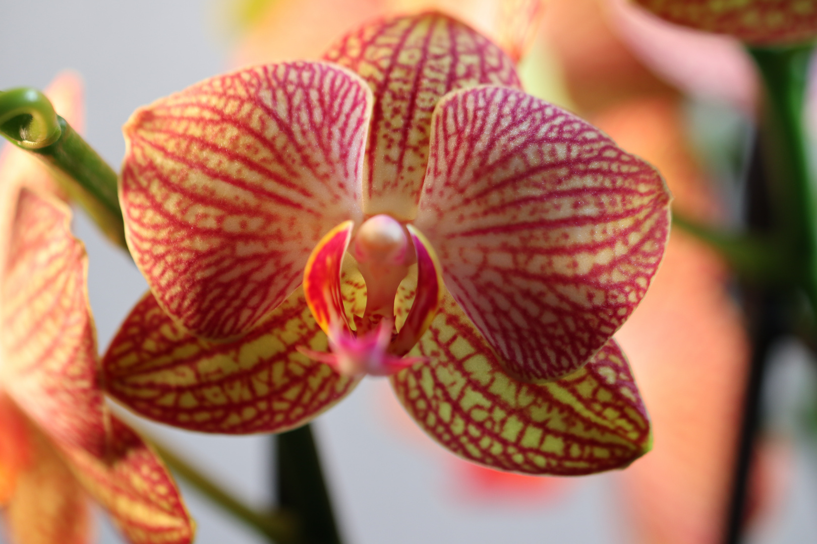 Phalaenopsis 2