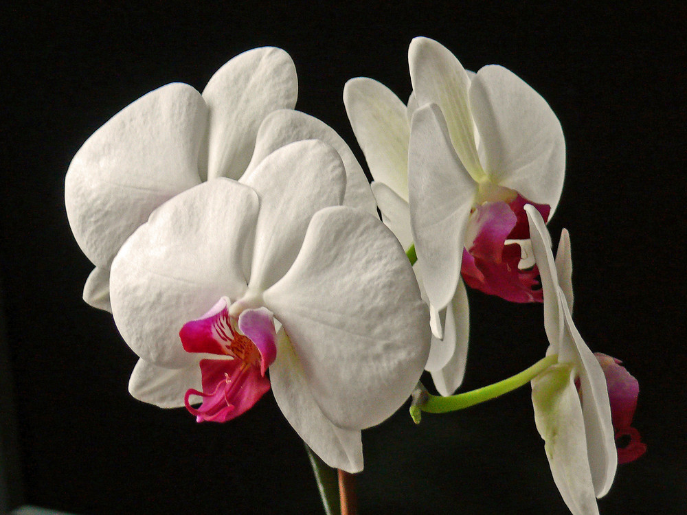 Phalaenopsis 2