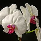 Phalaenopsis 2