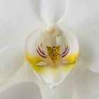 Phalaenopsis 2023