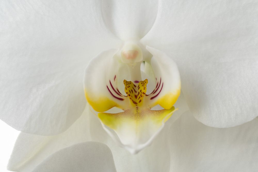 Phalaenopsis 2023