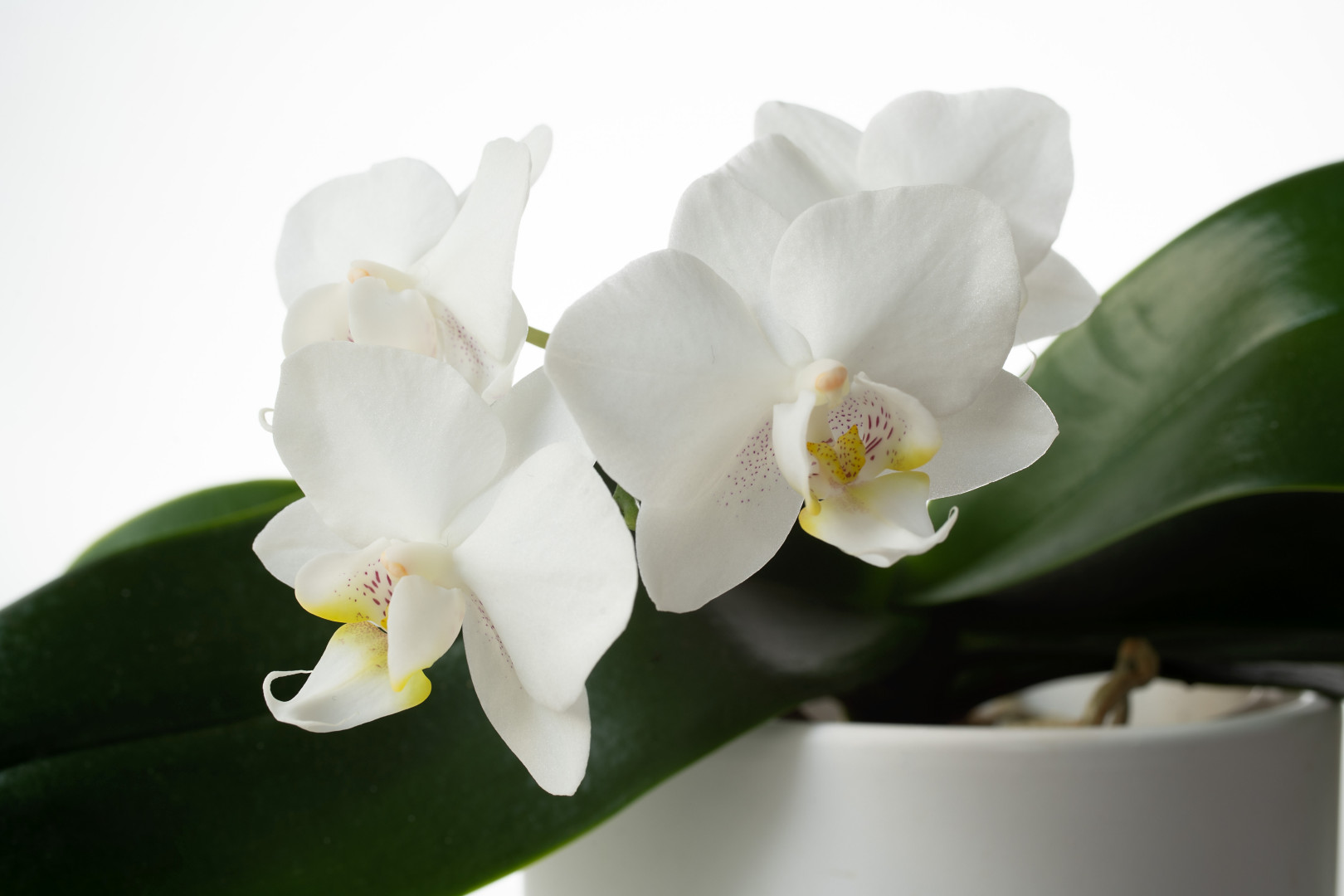 Phalaenopsis 2023