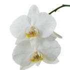 Phalaenopsis 2023