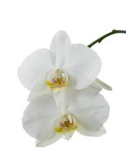 Phalaenopsis 2023