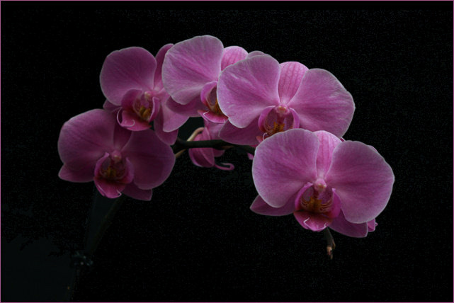 Phalaenopsis