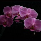 Phalaenopsis