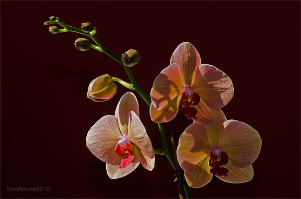 Phalaenopsis