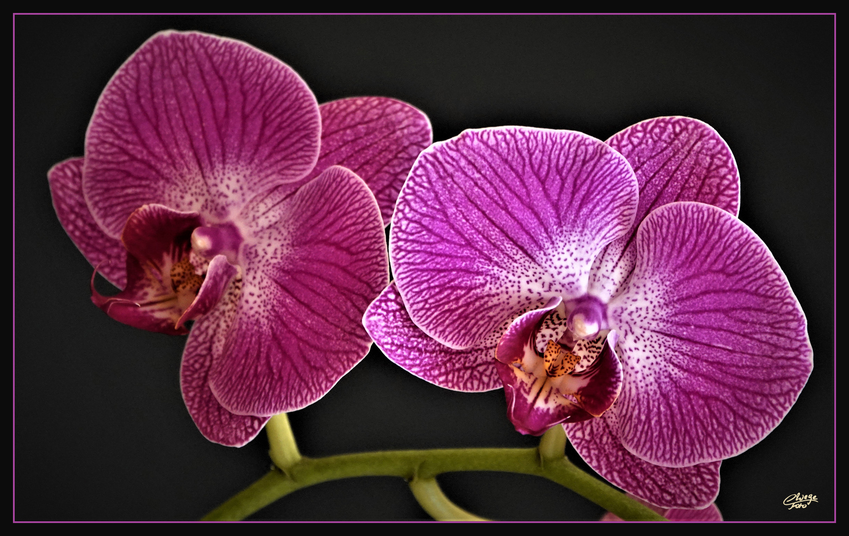 Phalaenopsis