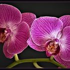 Phalaenopsis