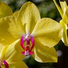 Phalaenopsis