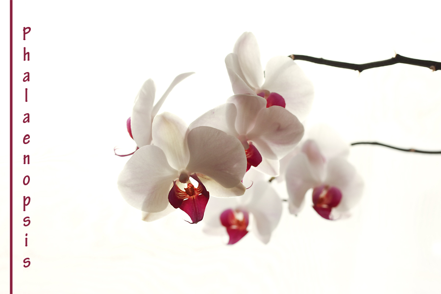 Phalaenopsis