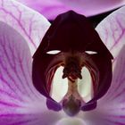 Phalaenopsis