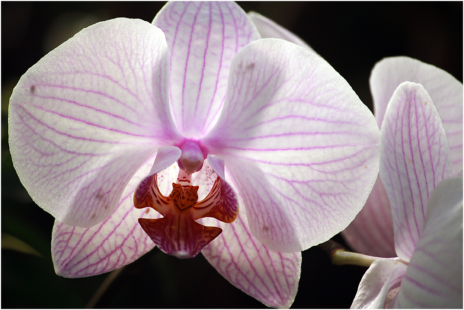 Phalaenopsis