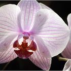 Phalaenopsis