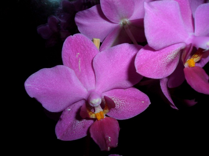 Phalaenopsis