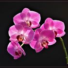 Phalaenopsis