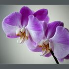 Phalaenopsis