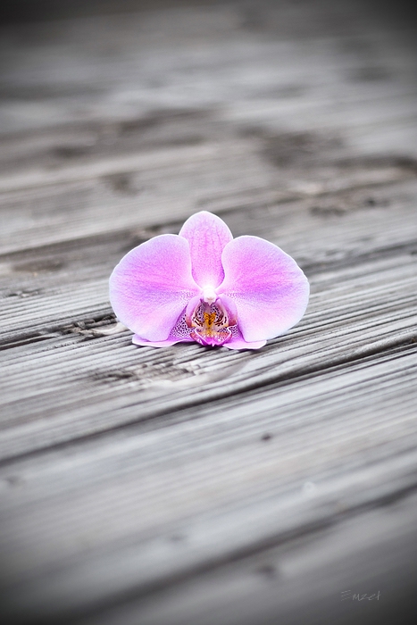 Phalaenopsis