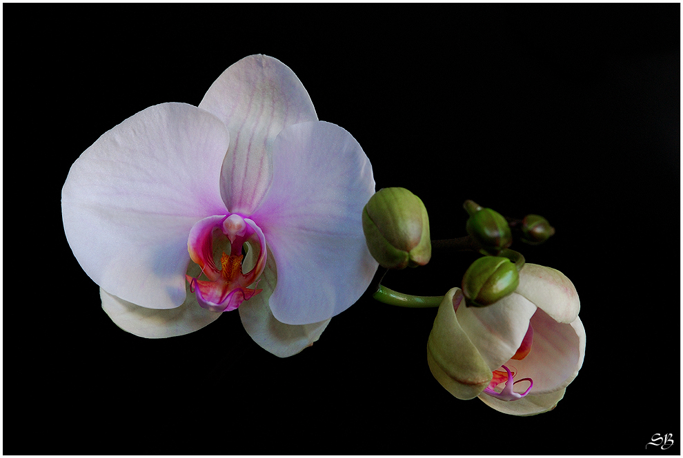 Phalaenopsis