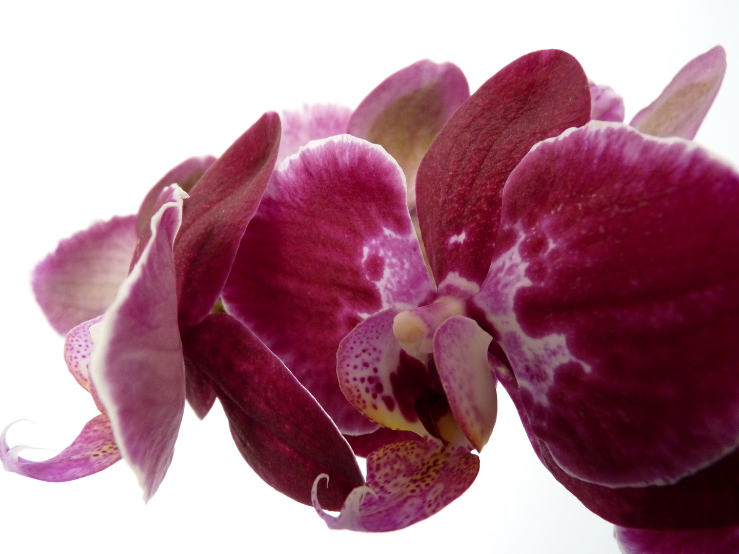 Phalaenopsis