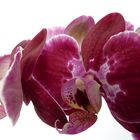 Phalaenopsis