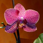 Phalaenopsis