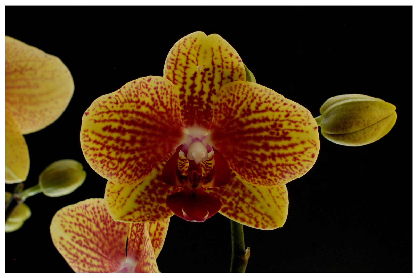 Phalaenopsis (3)