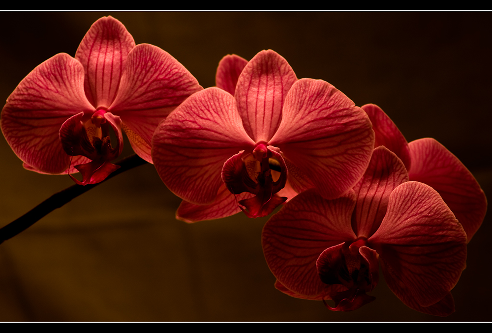 Phalaenopsis -3-