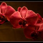 Phalaenopsis -3-