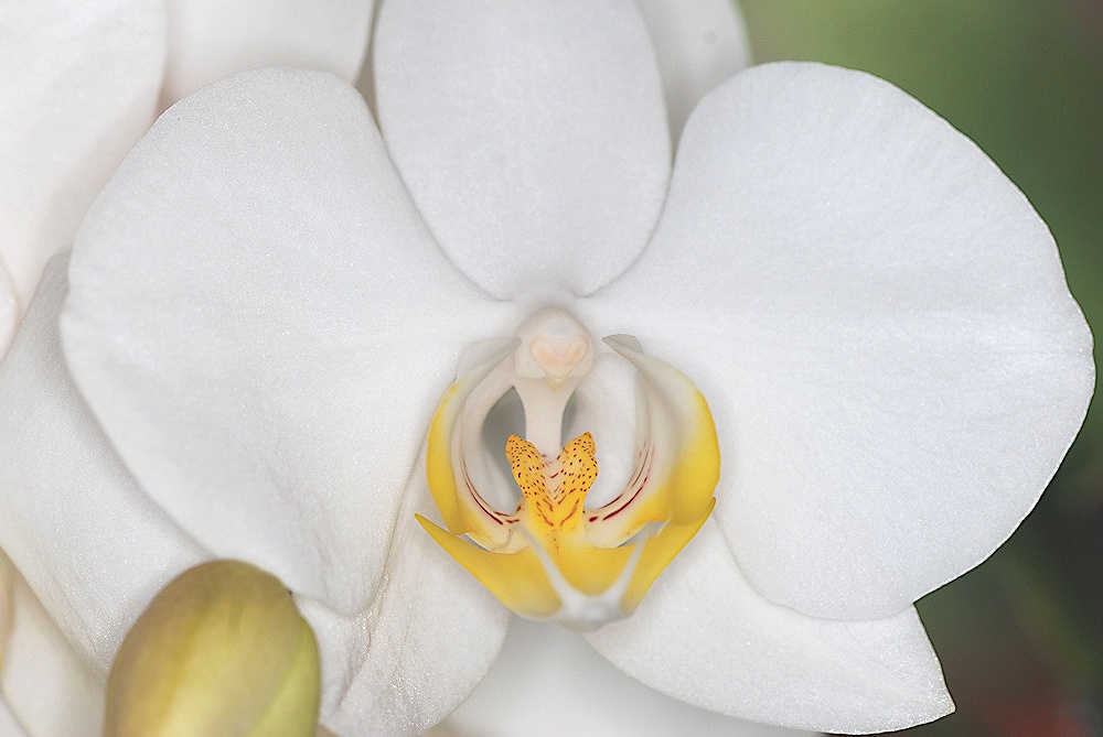 Phalaenopsis 3