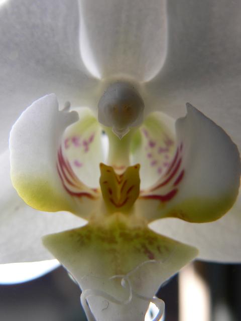 Phalaenopsis