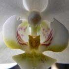 Phalaenopsis