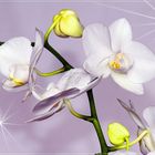 Phalaenopsis