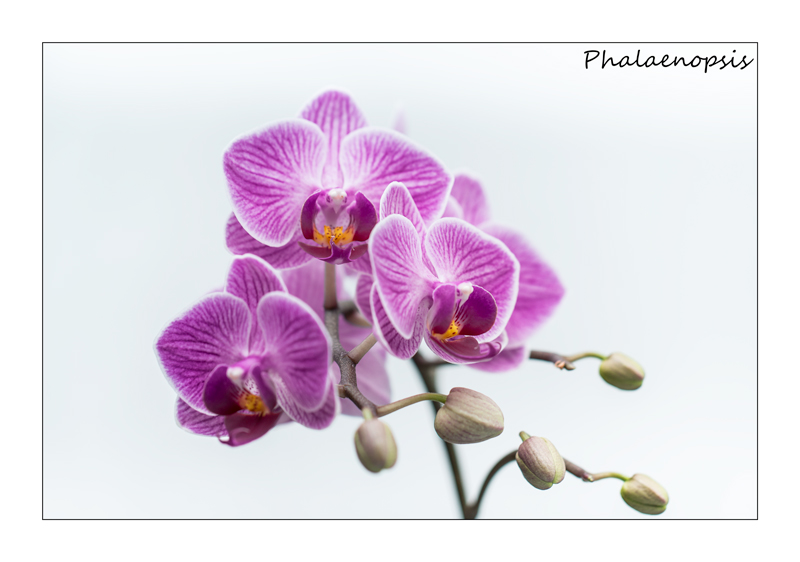 Phalaenopsis