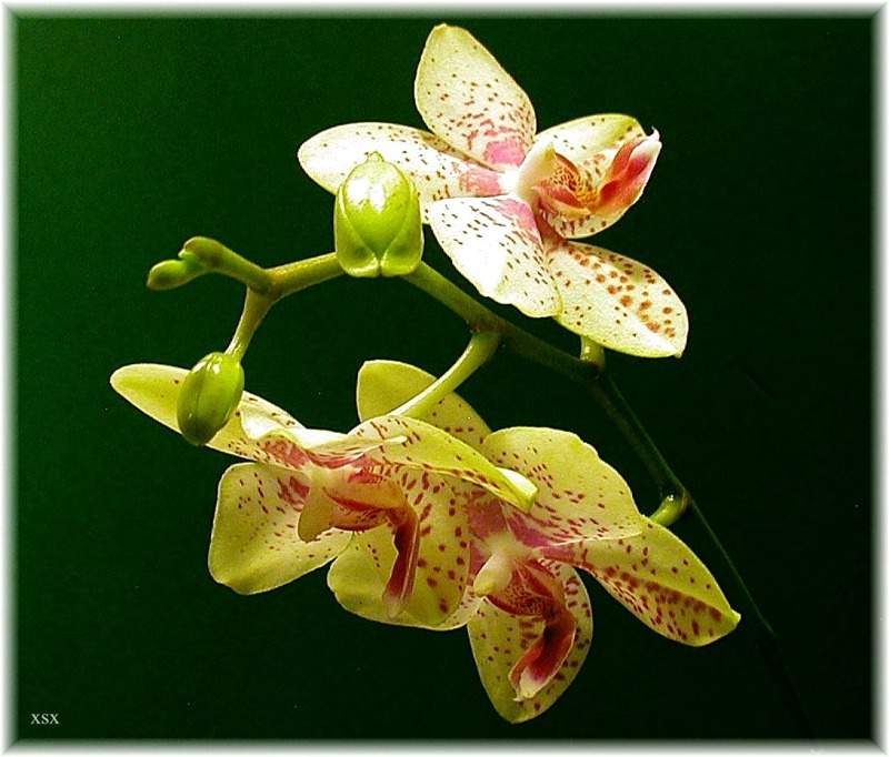 Phalaenopsis