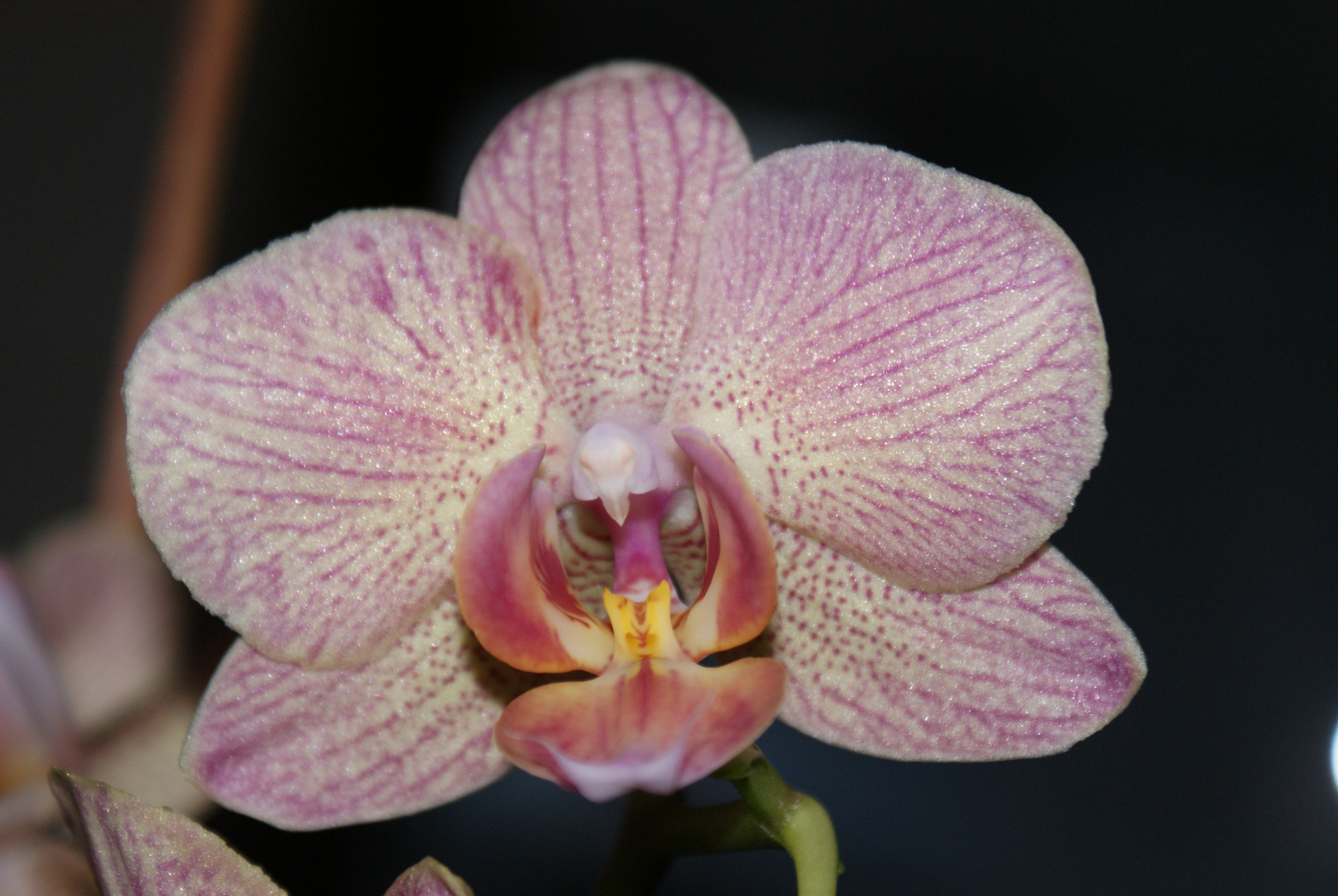 Phalaenopsis