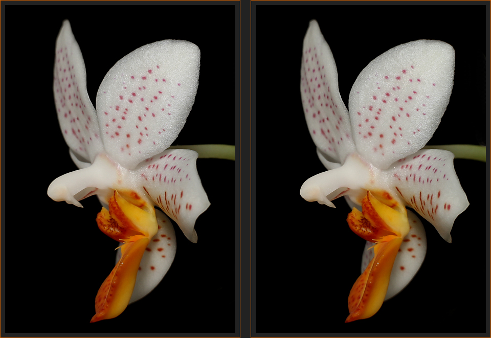 Phalaenopsis [3D]